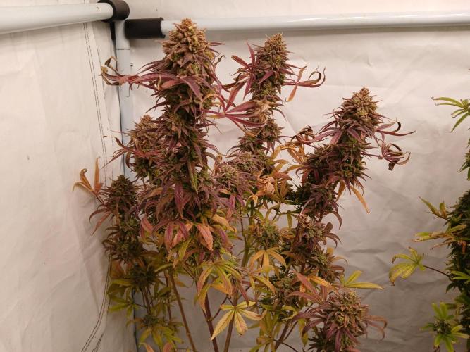 Cheese x Runtz = Chuntz. Week 3