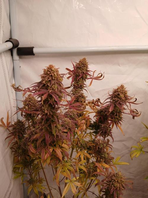 Cheese x Runtz = Chuntz. Week 3