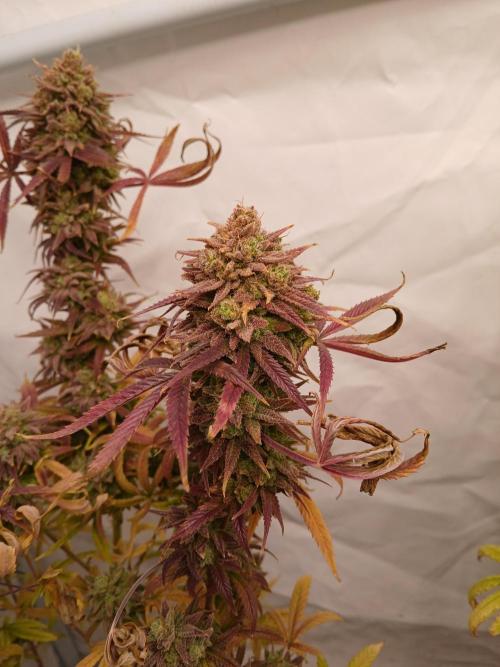 Cheese x Runtz = Chuntz. Week 3