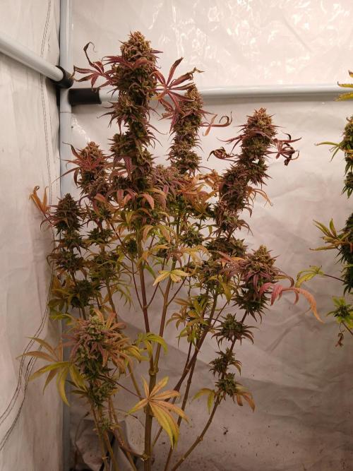 Cheese x Runtz = Chuntz. Week 3