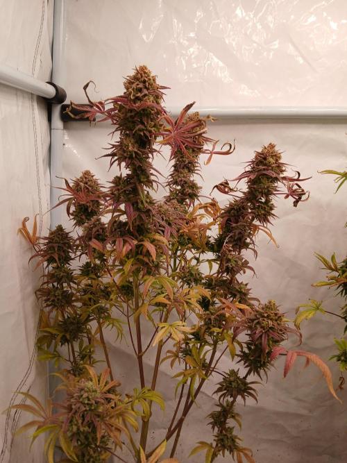 Cheese x Runtz = Chuntz. Week 3