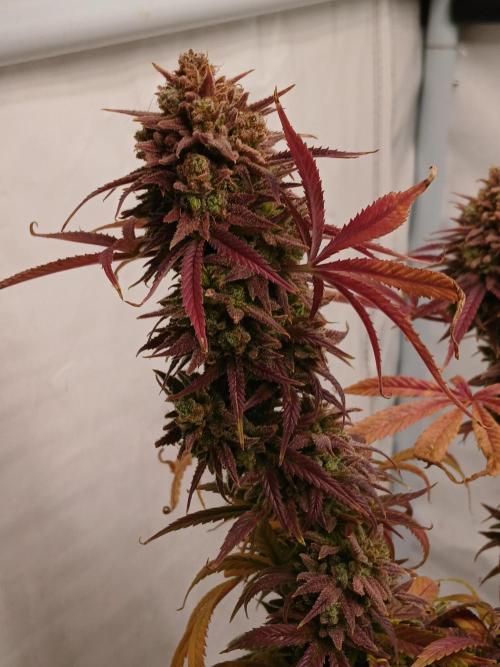 Cheese x Runtz = Chuntz. Week 3