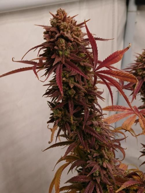 Cheese x Runtz = Chuntz. Week 3