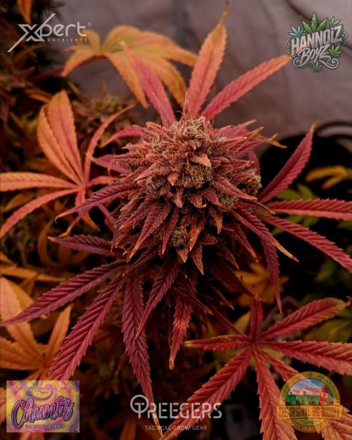 Big Buddha Seeds - Chuntz  door Hannoizboyz