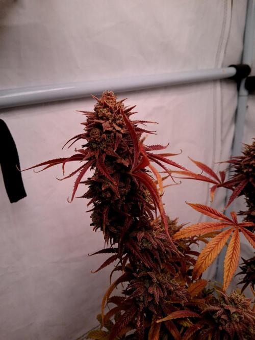 Chuntz . Week 3