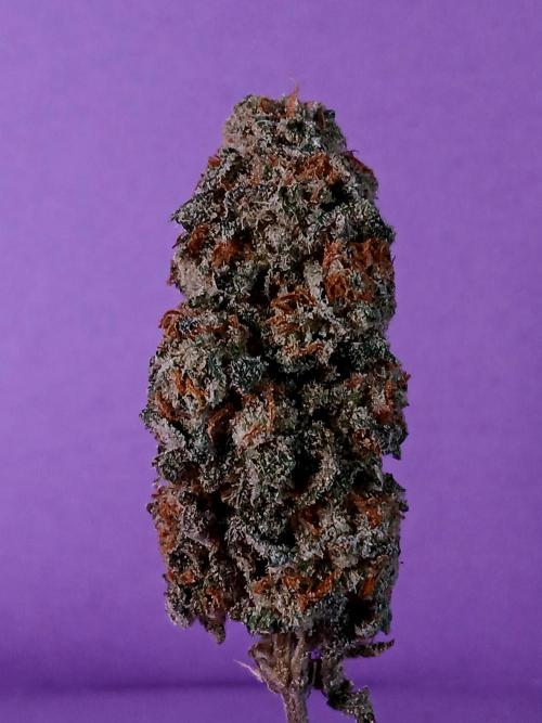 Lemon Paya. Week 9