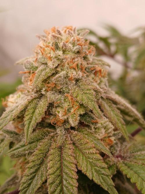 Lemon Paya. Week 9