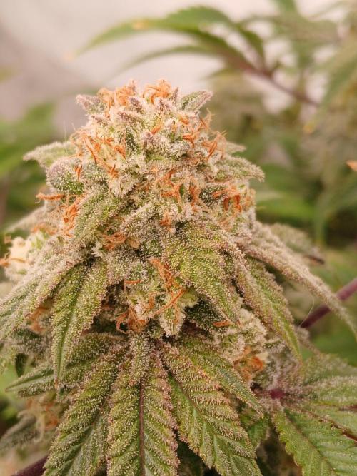 Lemon Paya. Week 9