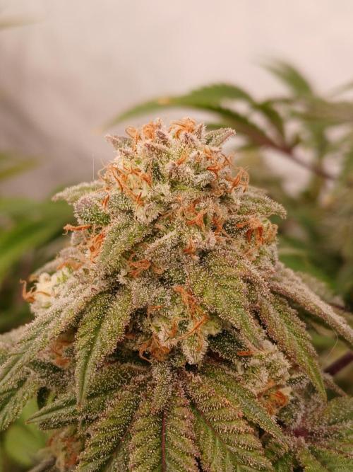 Lemon Paya. Week 9