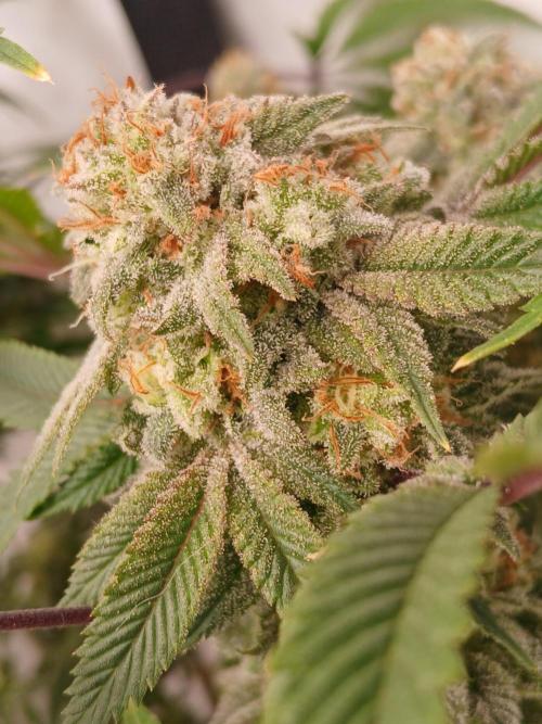 Lemon Paya. Week 9