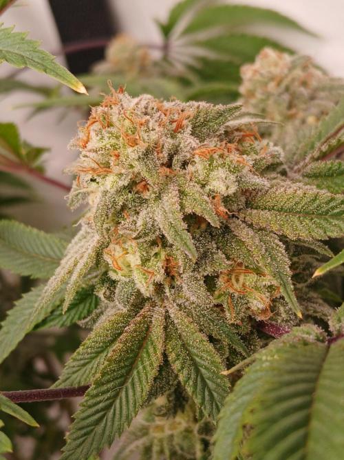 Lemonpaya™. Week 9