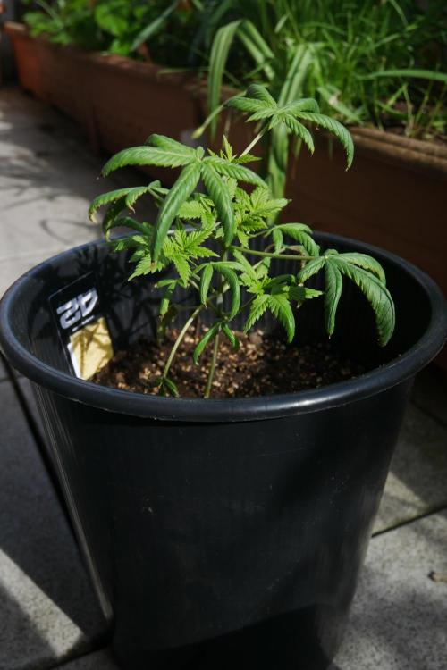 Sour J. Auto. Week 3