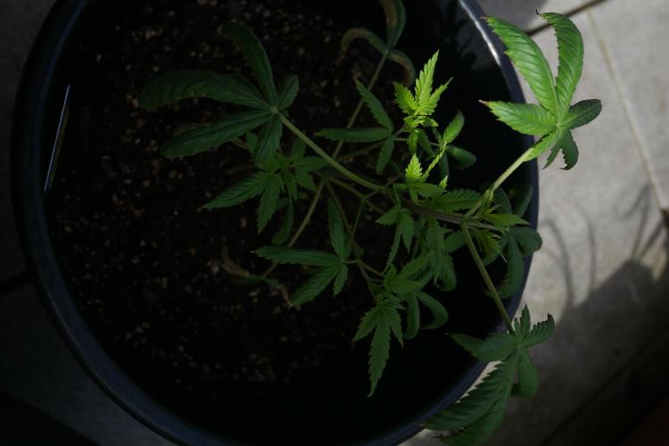 Sour J. Auto. Week 3