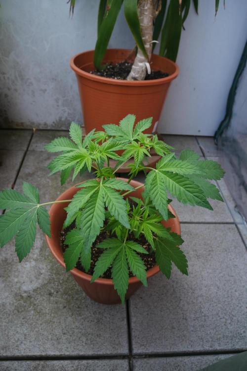 Outdoor sweet seeds. Week 4