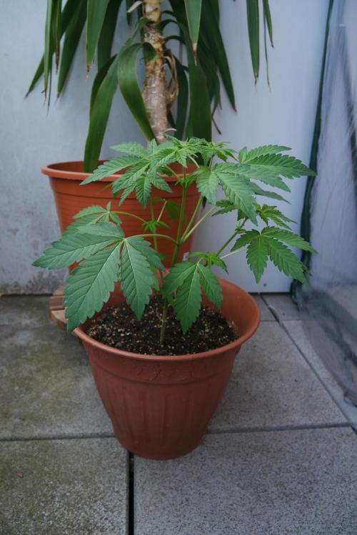 Outdoor sweet seeds. Week 4