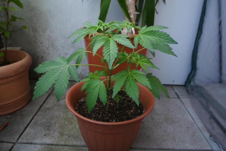 Outdoor sweet seeds. Week 4