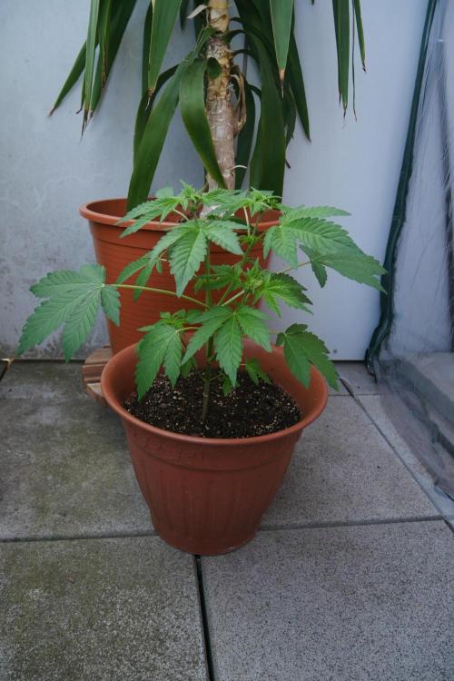 Outdoor sweet seeds. Week 4