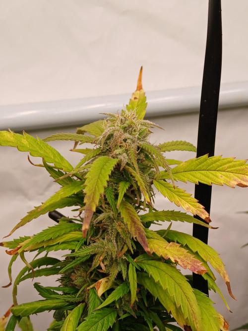I dont no regular #Haze 90s. Week 9