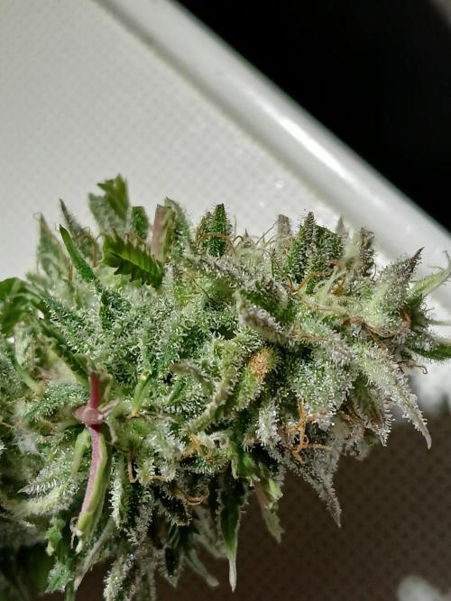 I dont no regular #Haze 90s. Week 9
