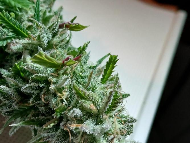 I dont no regular #Haze 90s. Week 9