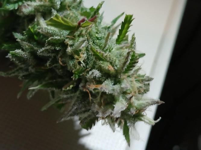 I dont no regular #Haze 90s. Week 9