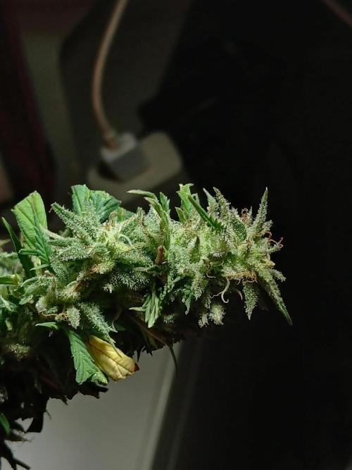 I dont no regular #Haze 90s. Week 9
