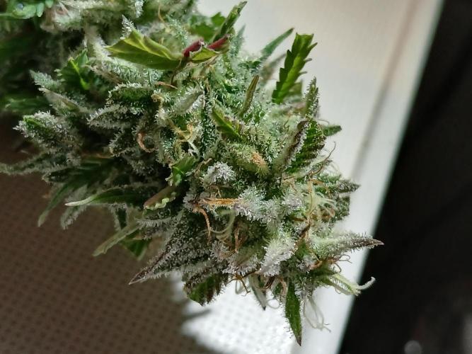 I dont no regular #Haze 90s. Week 9