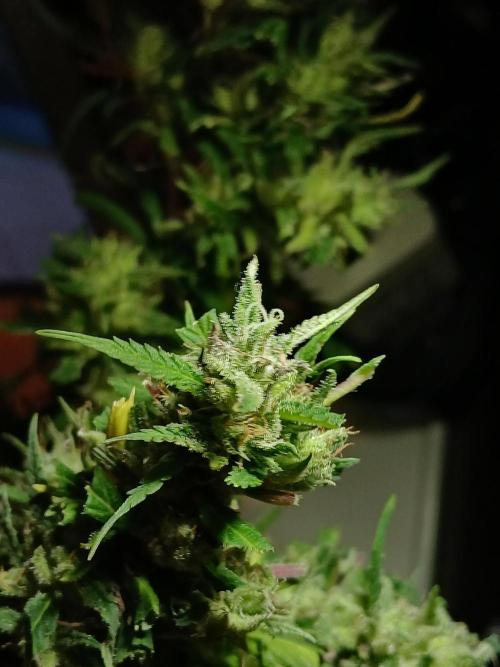 I dont no regular #Haze 90s. Week 9