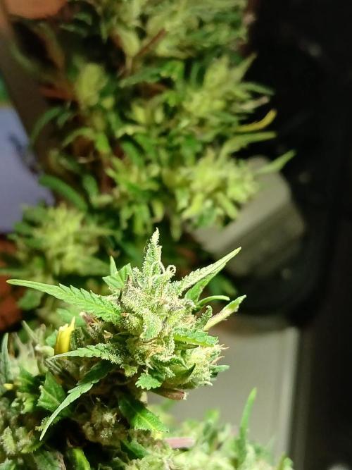 I dont no regular #Haze 90s. Week 9