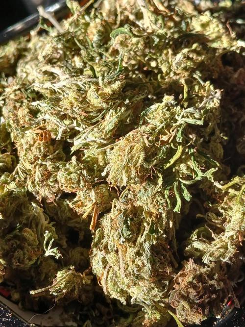 I dont no regular #Haze 90s. Week 9
