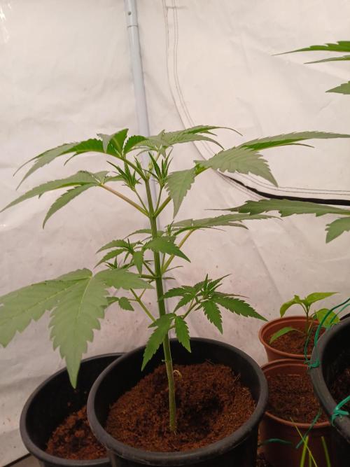Banana Guava Auto. Week 3