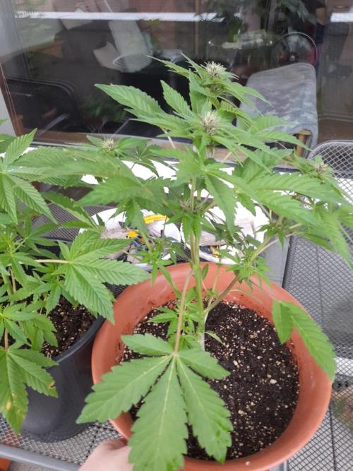 Outdoor sweet seeds. Week 6