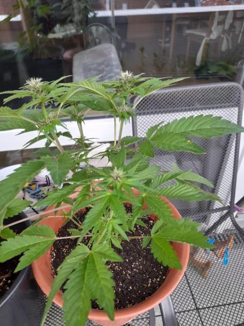 Outdoor sweet seeds. Week 6