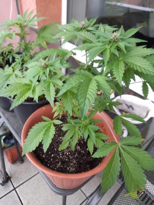 Outdoor sweet seeds. Week 6