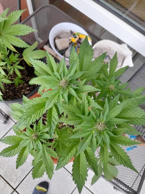 Outdoor sweet seeds. Week 6