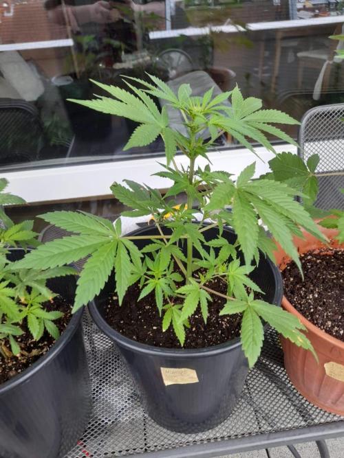 Midnight 🌌 Moonshine  🌛 Auto. Week 6