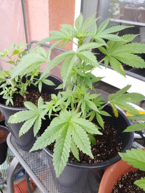 Midnight 🌌 Moonshine  🌛 Auto. Week 6