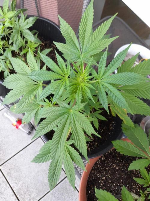 Midnight Moonshine F1 Auto. Week 6