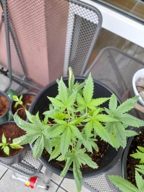 Sour J. Auto. Week 6
