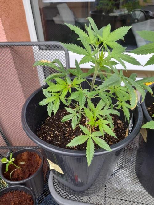 Sour J. Auto. Week 6