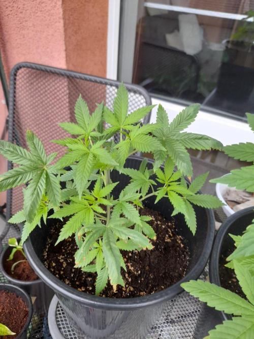 Sour J. Auto. Week 6
