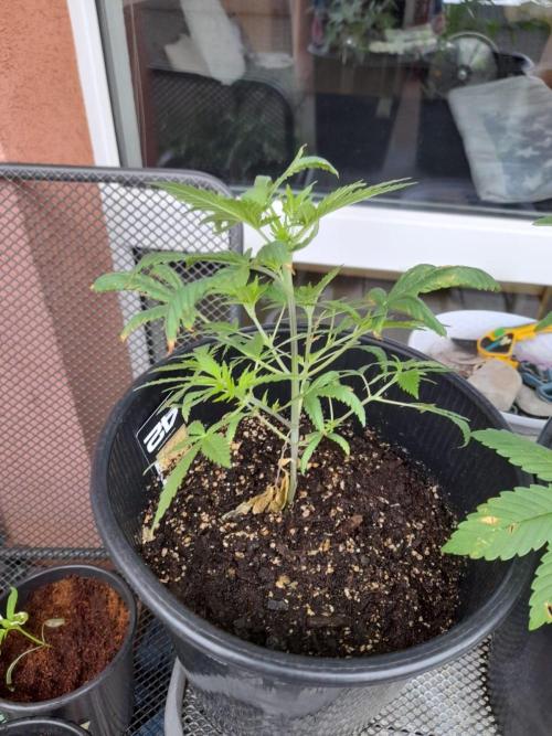 Sour J. Auto. Week 6