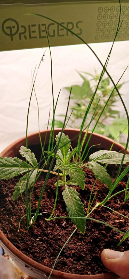 Apple Fritter Auto. Week 2