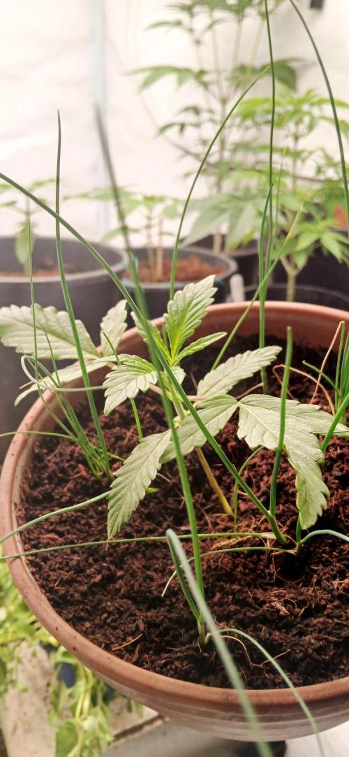 Apple Fritter Auto. Week 2