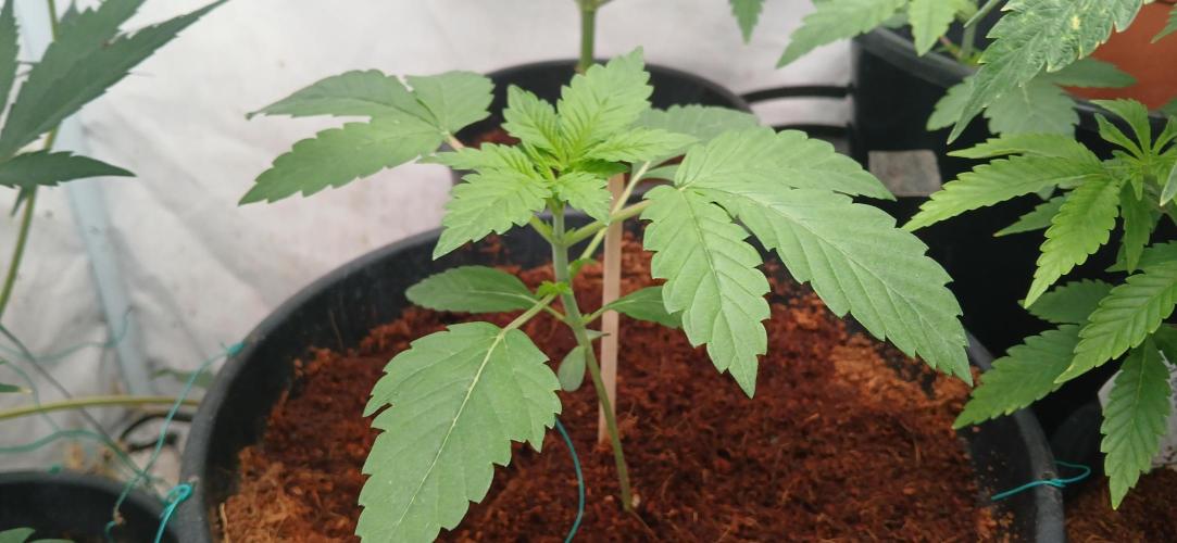 Papaya - Gary Payton. Week 2