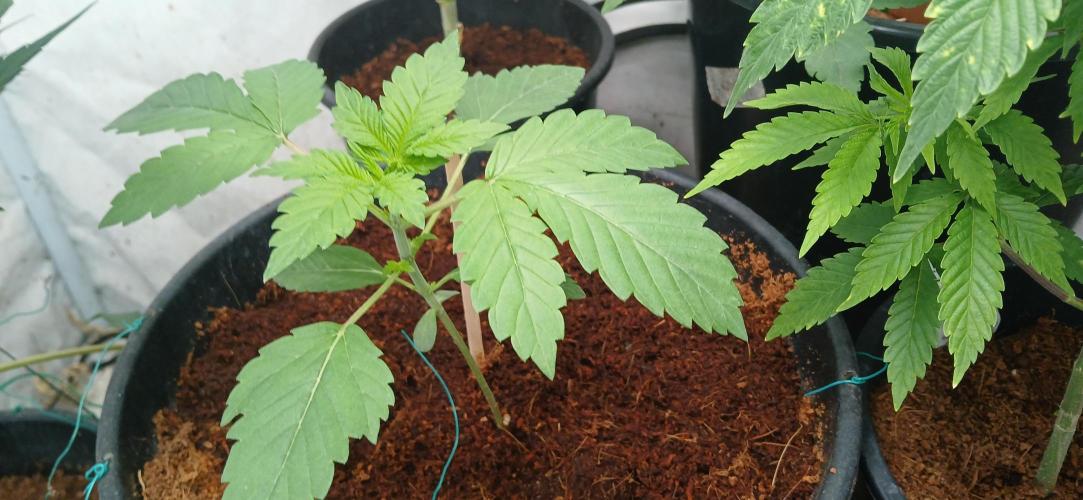 Papaya - Gary Payton. Week 2