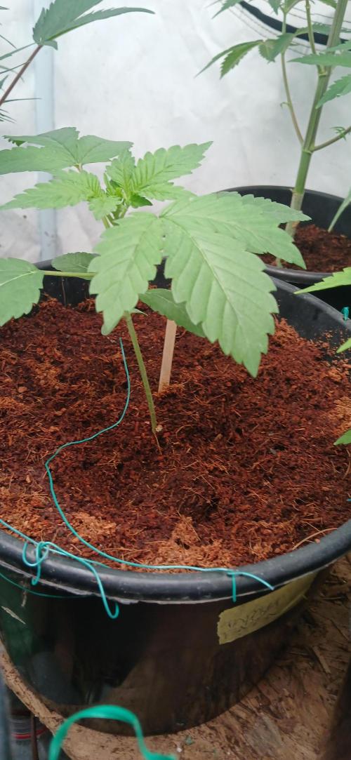 Papaya - Gary Payton. Week 2