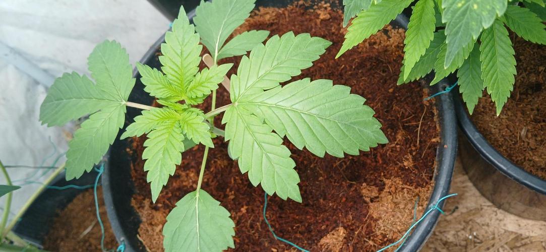 Papaya - Gary Payton. Week 2