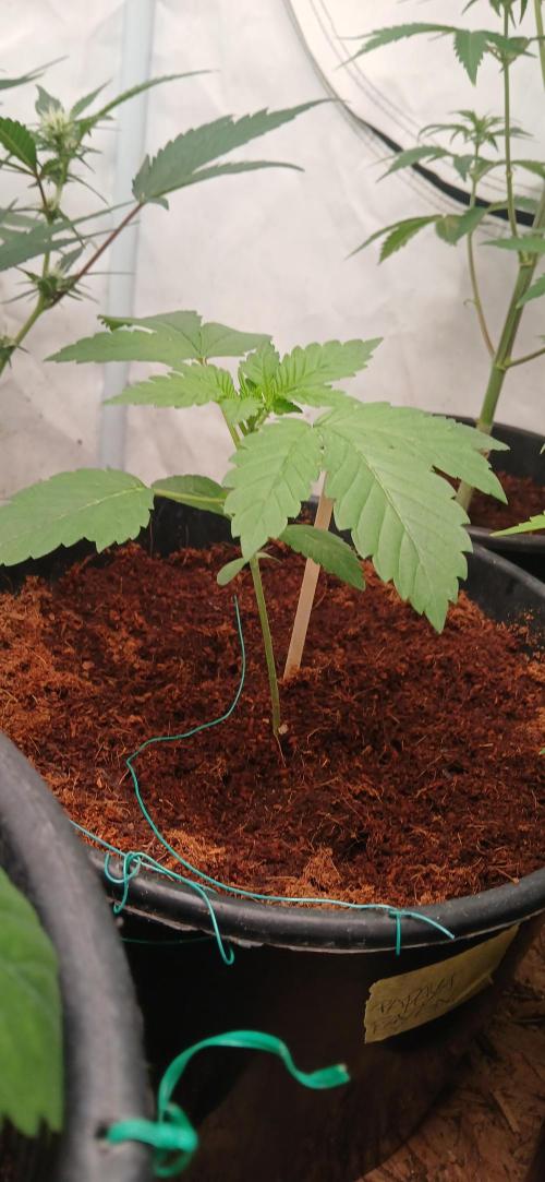 Papaya - Gary Payton. Week 2
