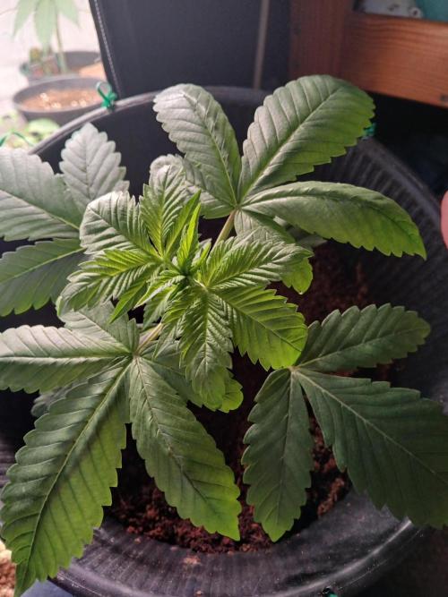 Milkshake Nerdz. Week 2